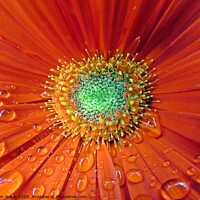 Buy canvas prints of Raindrops on a red flower macro shot  by Karen Noble