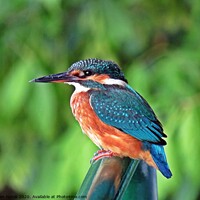 Buy canvas prints of Kingfisher resting on the handrails of a boat in S by Karen Noble