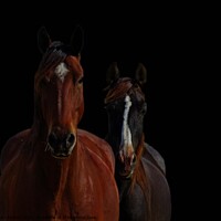 Buy canvas prints of Horse Friends two horses together with blackened b by Karen Noble