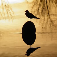 Buy canvas prints of Buoy and Gull silhouette on the river Tarn in Fran by Karen Noble