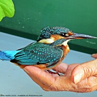 Buy canvas prints of A kingfisher in The Hand of a friend after a rescu by Karen Noble