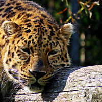 Buy canvas prints of Leopard chilling in zoo in France  by Karen Noble