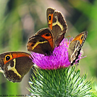 Buy canvas prints of Butterflies Sharing a thistle in Spain,  beautiful by Karen Noble