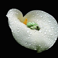 Buy canvas prints of A sleeping frog on a white Lilly, water drops on the Lilly by Karen Noble