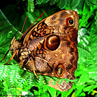 Buy canvas prints of Beautiful brown butterfly in Spain, was in a butterfly house, so beautiful to see.  by Karen Noble