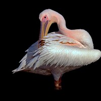 Buy canvas prints of Pelican photo taken in France  by Karen Noble