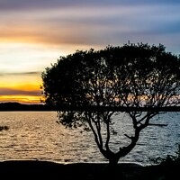 Buy canvas prints of The Lone Tree, Kenfig by Rhodri Phillips