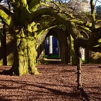 Buy canvas prints of The Tree of the Year, Margam by Rhodri Phillips