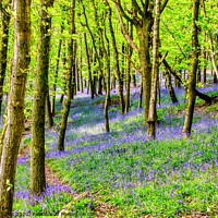Buy canvas prints of Bluebells at Ten Acre Woods, Margam by Rhodri Phillips