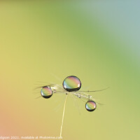 Buy canvas prints of Water Droplets, Close up, Dandilion seed by Rika Hodgson