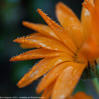 Buy canvas prints of Close up, Water droplets, Orange flower by Rika Hodgson