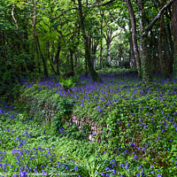 Buy canvas prints of Bluebells in Woodlands, Landscape by Rika Hodgson