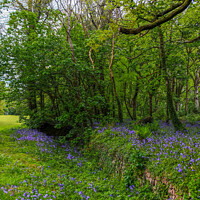 Buy canvas prints of Bluebells in Woodlands, Cornish Landscape by Rika Hodgson