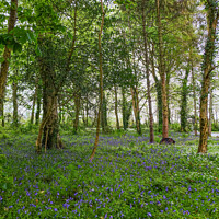 Buy canvas prints of Woodlands, Bluebell Landscape, Cornwall by Rika Hodgson