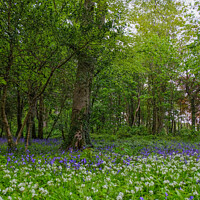 Buy canvas prints of Bluebells & Wild Garlic in woodlands, Cornwall by Rika Hodgson