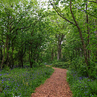 Buy canvas prints of Path in woods, Bluebells landscape, Cornwall, UK by Rika Hodgson