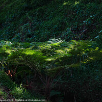 Buy canvas prints of Sunlight on tree fern by Rika Hodgson