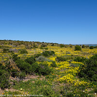 Buy canvas prints of West coast national park, South Africa, landscape by Rika Hodgson