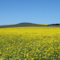 Buy canvas prints of Canola Fields, Darling, South Africa,Landscape by Rika Hodgson