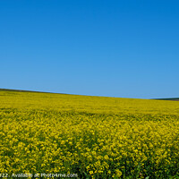Buy canvas prints of Canola Flowers, Darling, South Africa, Landscape by Rika Hodgson