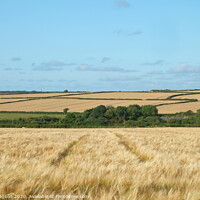 Buy canvas prints of Golden Fields of Goldsithney, Cornwall by Rika Hodgson