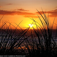 Buy canvas prints of Grassy Sunset, Godrevy, Cornwall by Rika Hodgson