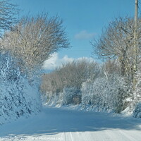 Buy canvas prints of Frozen Hedges, Horsedowns, West Cornwall by Rika Hodgson