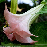 Buy canvas prints of The Devil's Trumpet, South Africa by Rika Hodgson