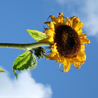 Buy canvas prints of The dying Sunflower, Cornwall by Rika Hodgson
