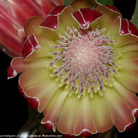 Buy canvas prints of Protea Flower, Western Cape, South Africa by Rika Hodgson