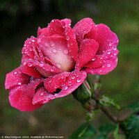 Buy canvas prints of Raindrop Rose by Rika Hodgson