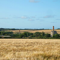 Buy canvas prints of Wheat fields, Goldsithney, Cornwall, England by Rika Hodgson