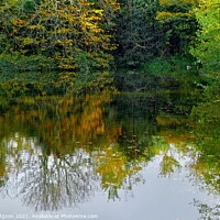 Buy canvas prints of Reflection in Pond, Hayle, Cornwall by Rika Hodgson