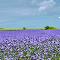 Buy canvas prints of Purple Phacelia Field of Dreams, Cornwall, England by Rika Hodgson