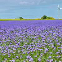 Buy canvas prints of Purple Phacelia Field of Dreams, Cornwall, England by Rika Hodgson
