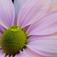 Buy canvas prints of Water droplet on pink Daisy by Rika Hodgson