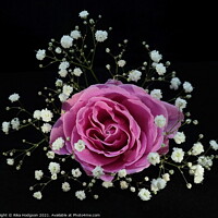 Buy canvas prints of Blushing Pink Rose by Rika Hodgson