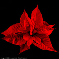 Buy canvas prints of Deep Red Poinsettia Flower by Rika Hodgson