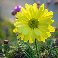 Buy canvas prints of Close up, Yellow flower with sunshine from behind by Rika Hodgson