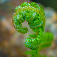 Buy canvas prints of New curly green leaf of a Fern plant, Close up by Rika Hodgson