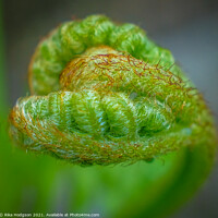 Buy canvas prints of Heart shaped new leaf, Fern plant, Close up by Rika Hodgson