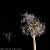 Buy canvas prints of Dandelion seeds, blowing in the wind, Close up by Rika Hodgson