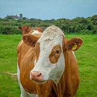 Buy canvas prints of Brown and white cow, Cornish country side, Cornwal by Rika Hodgson