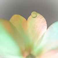 Buy canvas prints of Mischief, Droplet on Flower, Close up by Rika Hodgson