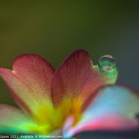 Buy canvas prints of Close Up of flower and single water droplet by Rika Hodgson