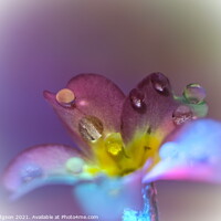Buy canvas prints of Water droplets on flower, Close Up by Rika Hodgson