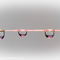 Buy canvas prints of Three waterdrops on a string, Close up by Rika Hodgson