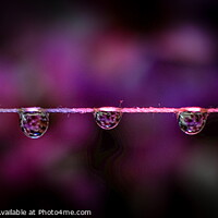 Buy canvas prints of Three dark water droplets, Close up by Rika Hodgson
