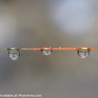 Buy canvas prints of Close Up of Three Hanging Water Droplets by Rika Hodgson