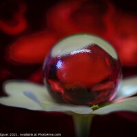 Buy canvas prints of Tiny Glass Ball on Flower, Close Up by Rika Hodgson
